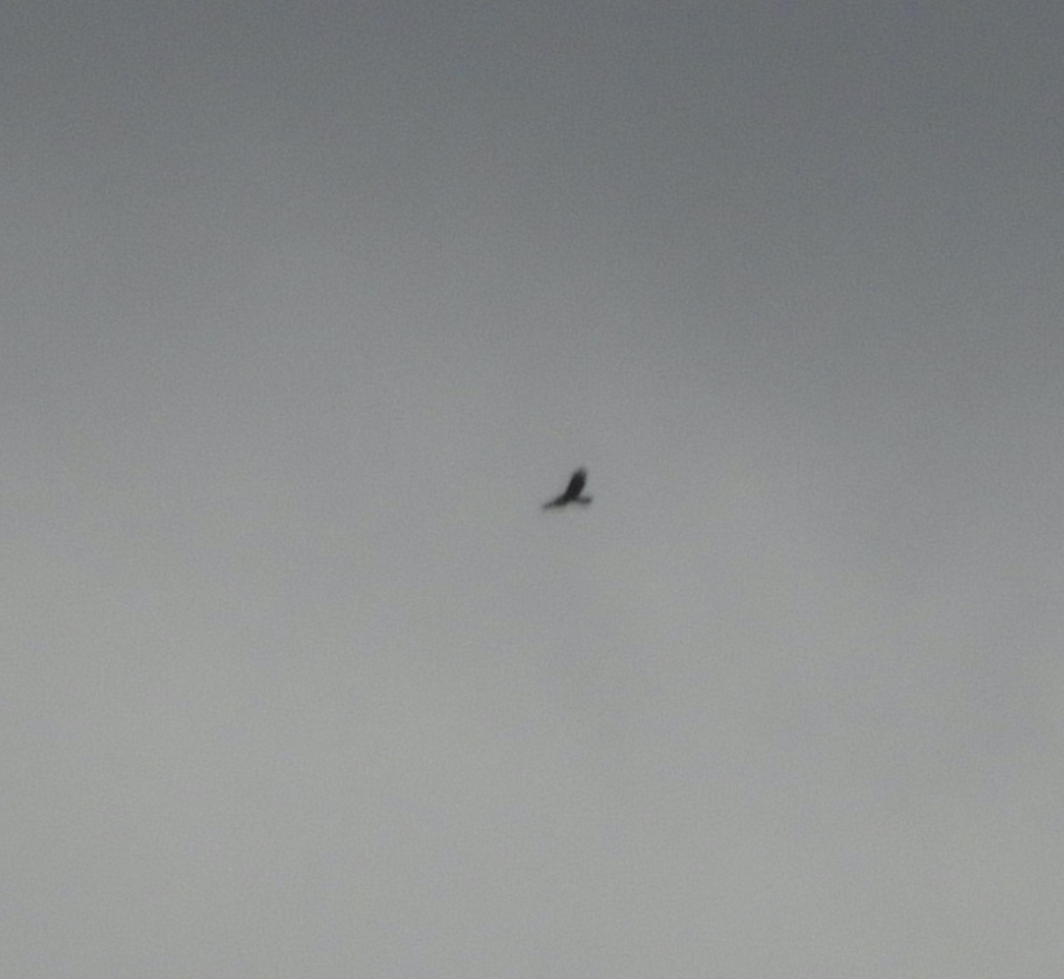 hawk sp. - ML644109206