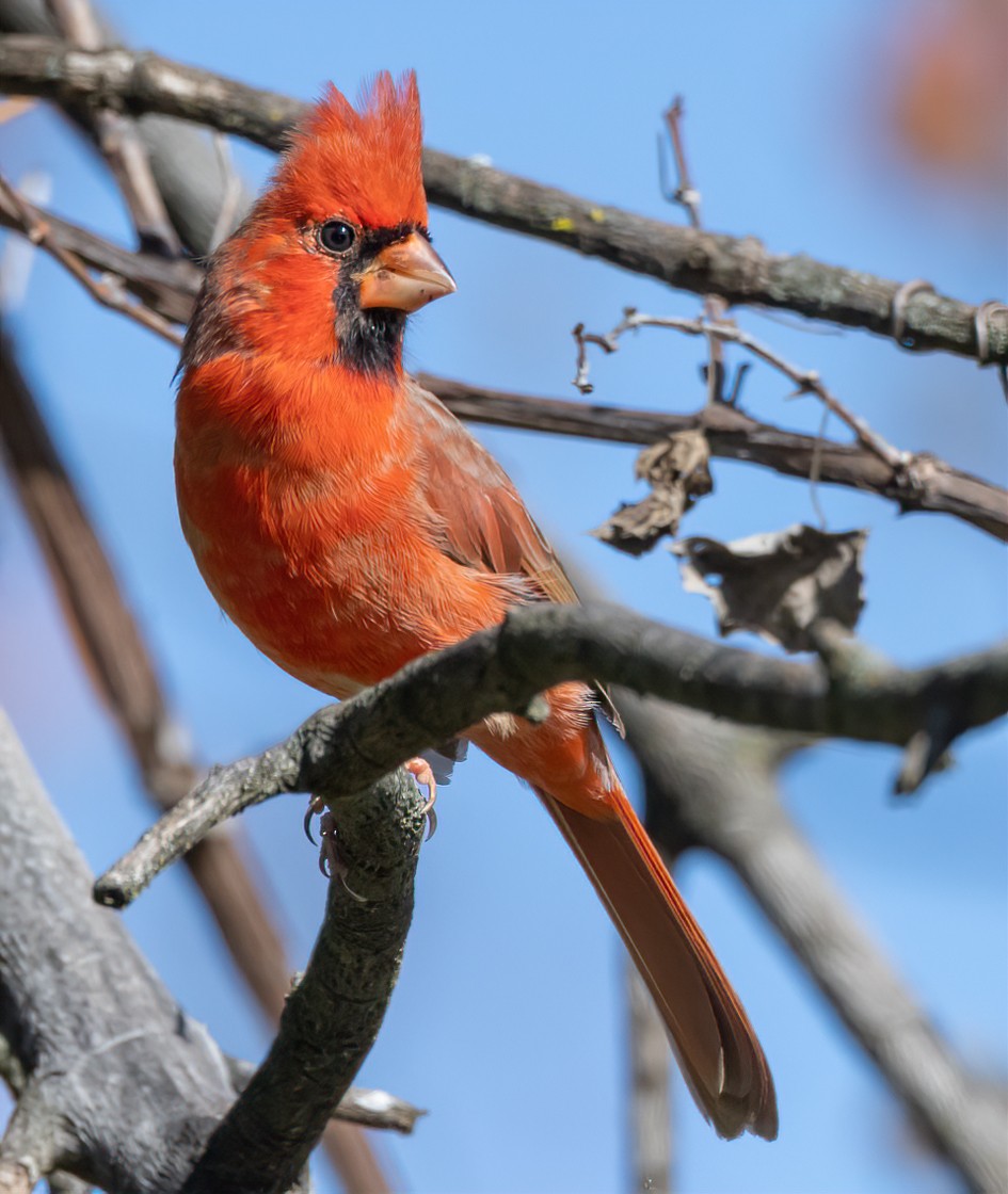 Northern Cardinal - ML644109210