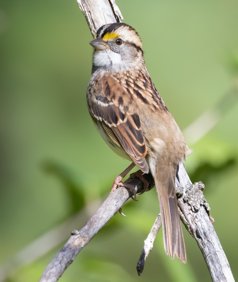 White-throated Sparrow - ML644109219