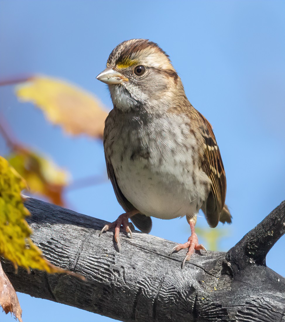 White-throated Sparrow - ML644109220