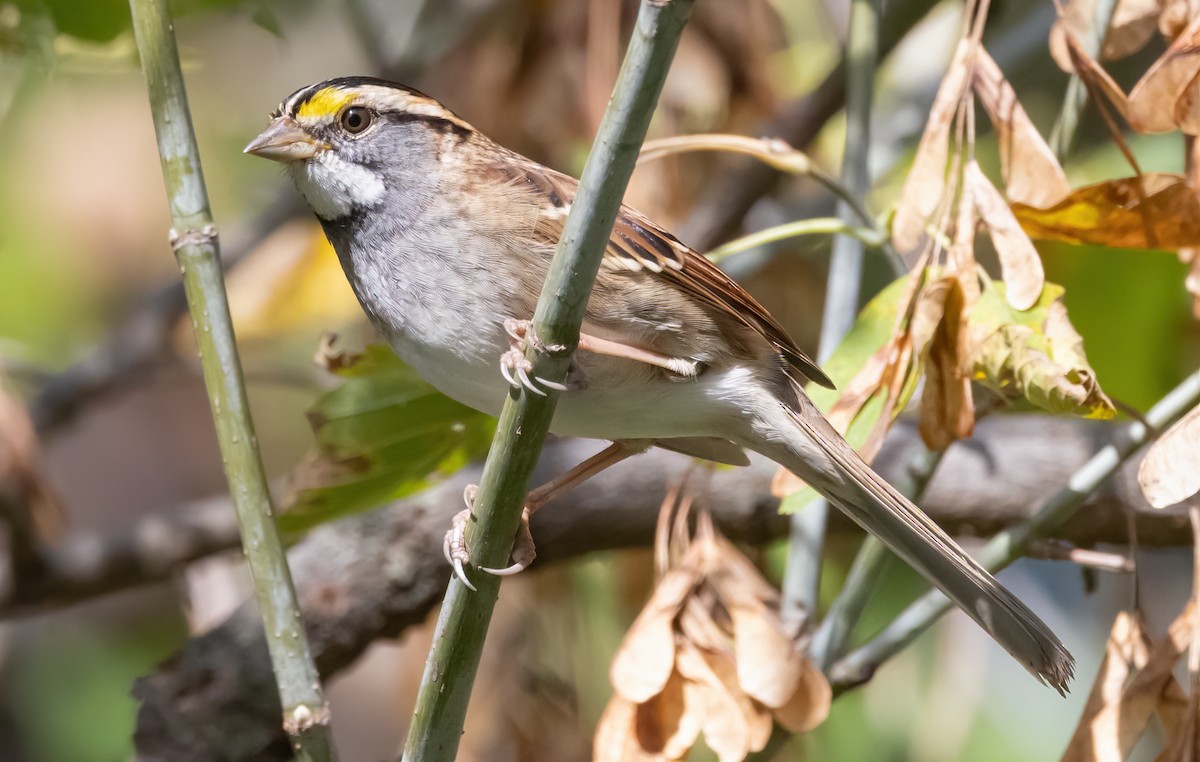 White-throated Sparrow - ML644109221