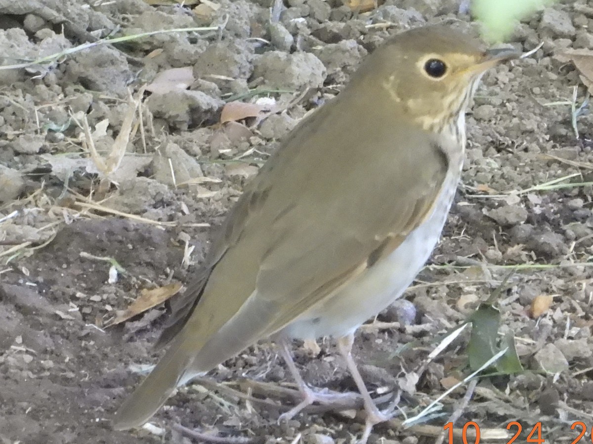 Swainson's Thrush - ML644109233