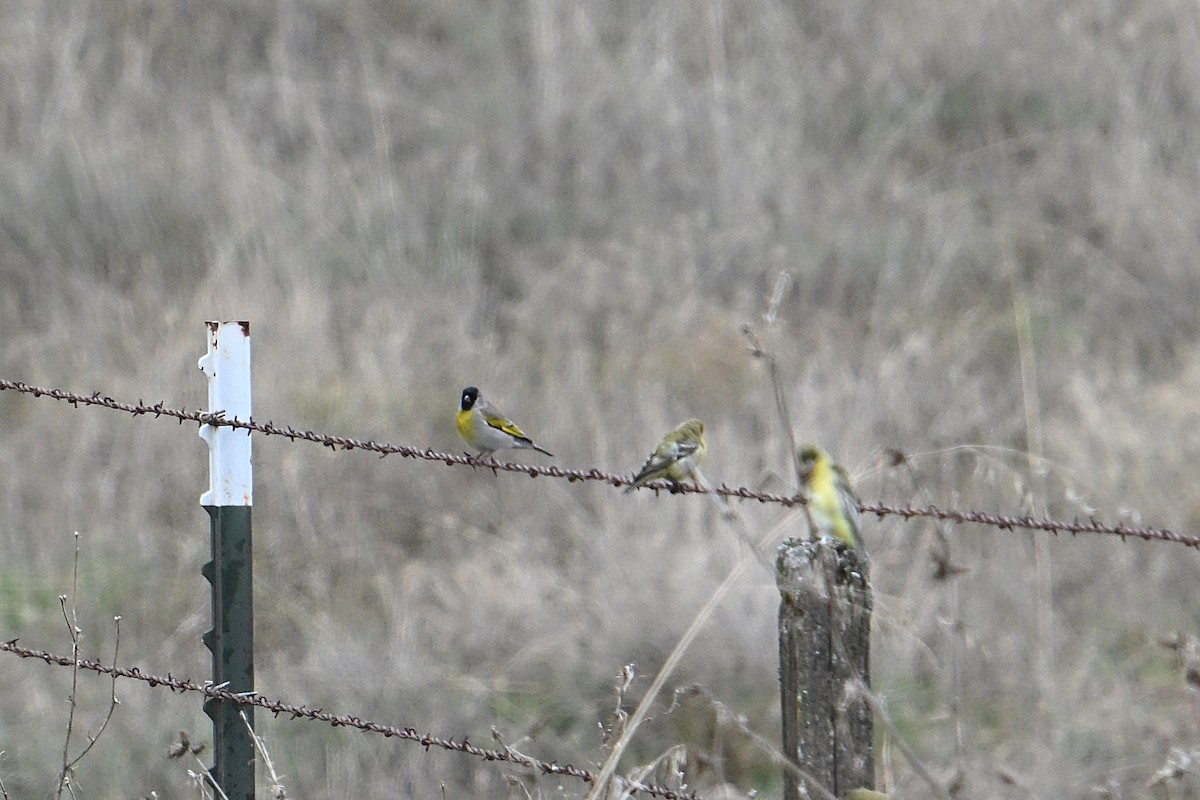 Lawrence's Goldfinch - ML644109245