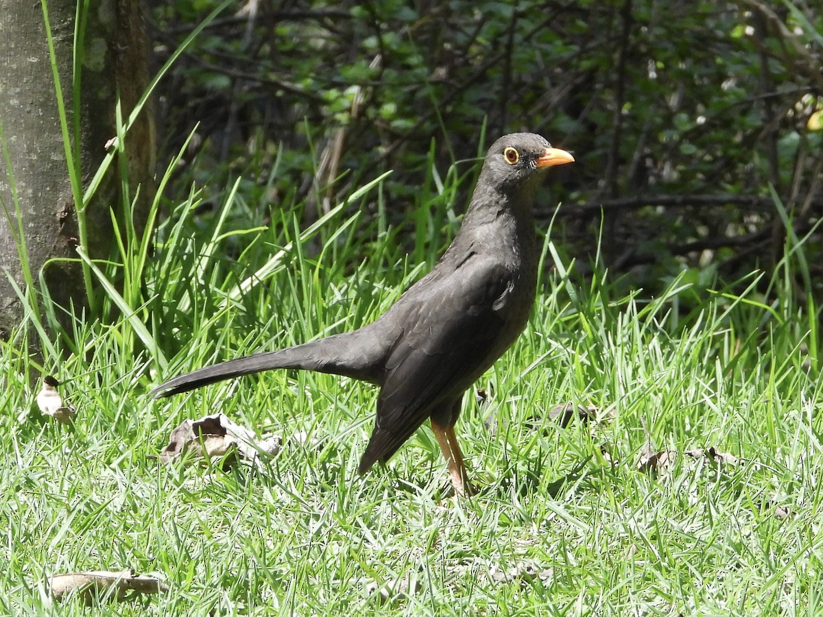 Great Thrush - ML644109248
