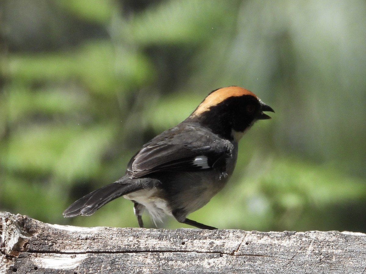 White-winged Brushfinch - ML644109299