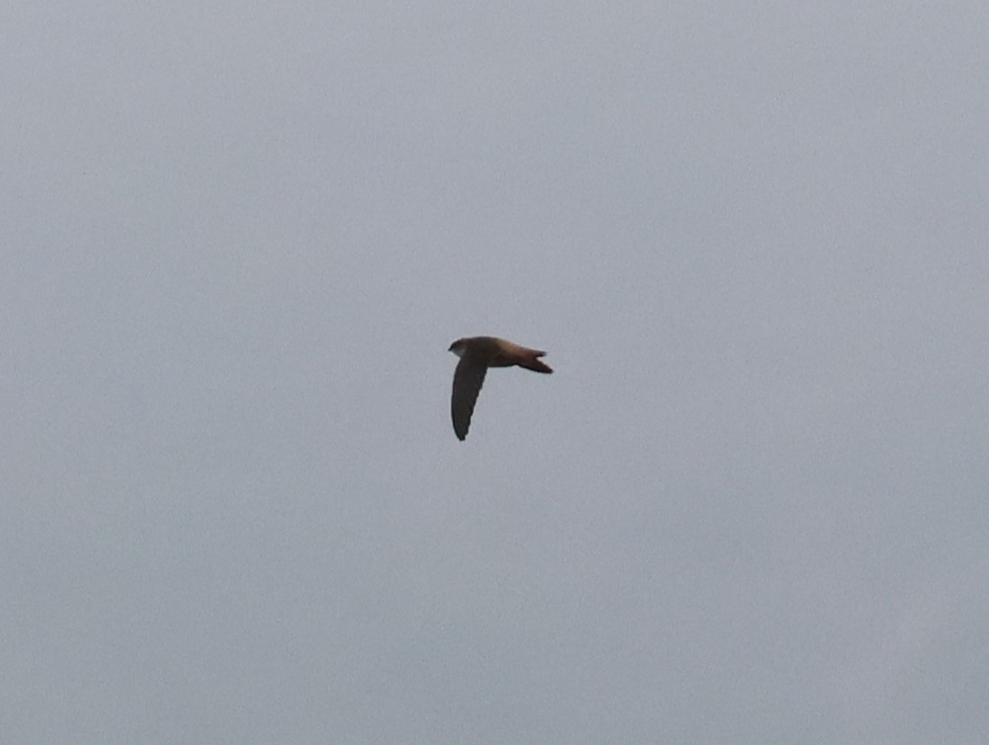 Vaux's Swift - ML644109302