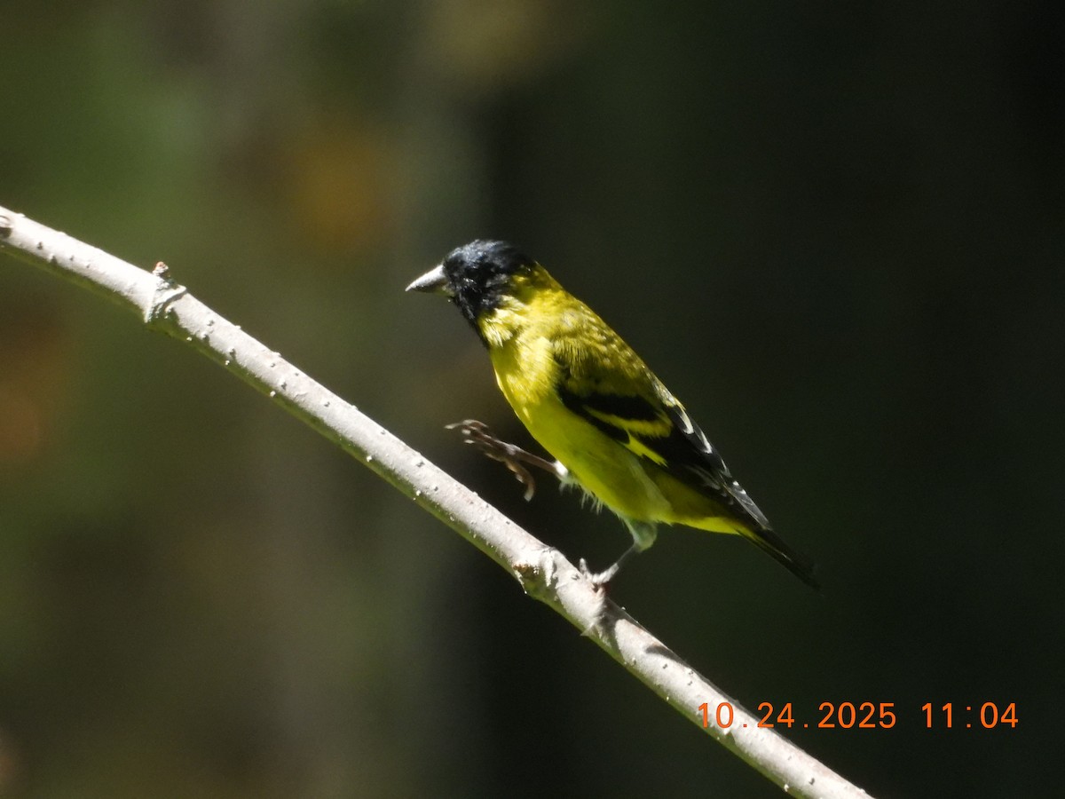 Hooded Siskin - ML644109303