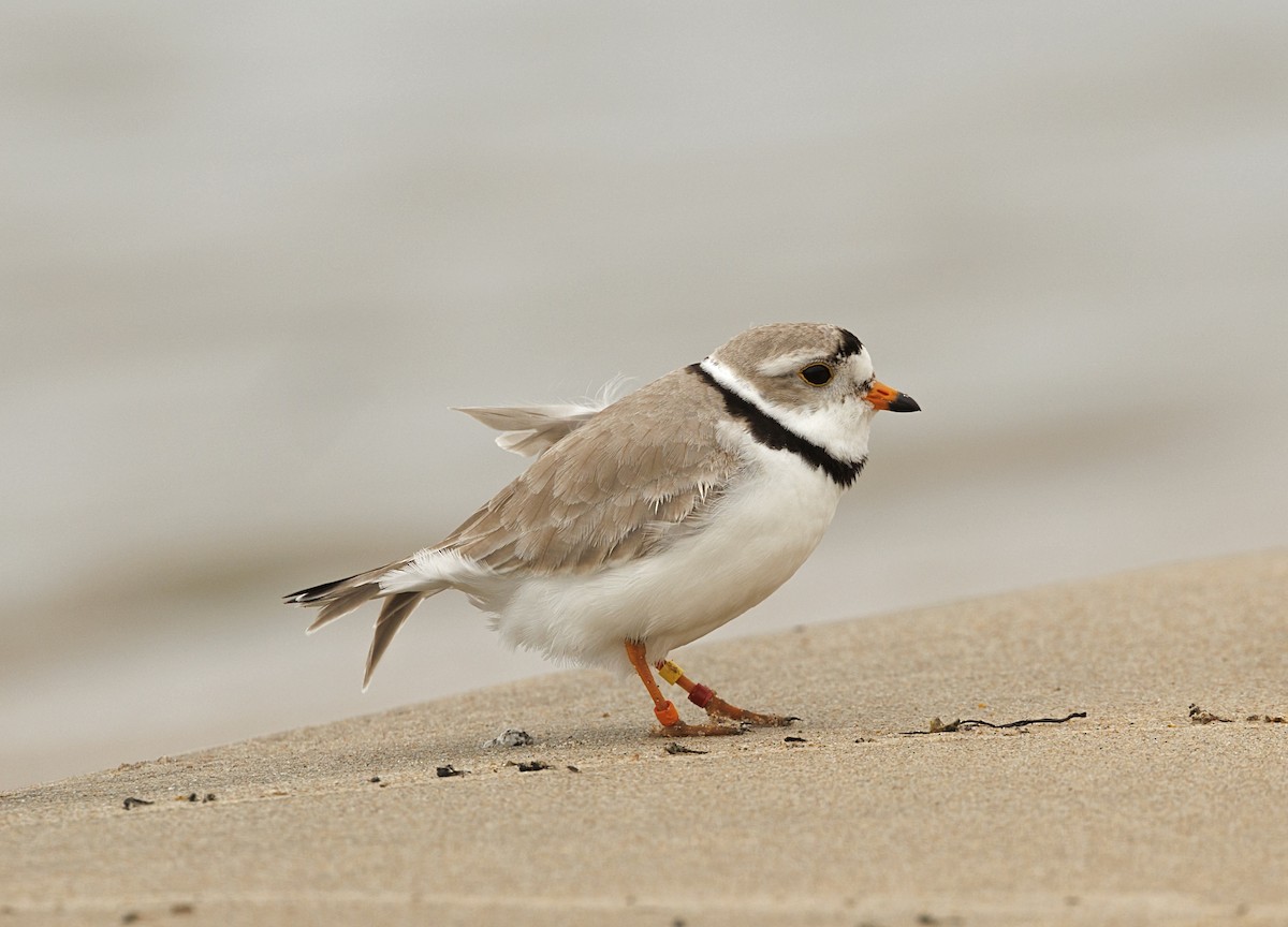 Piping Plover - ML644109309