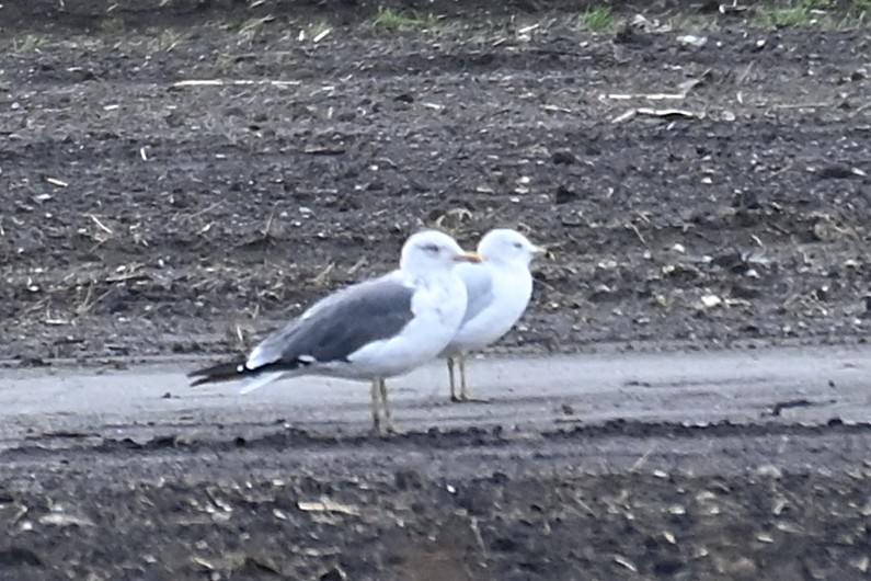 Lesser Black-backed Gull - ML644109338