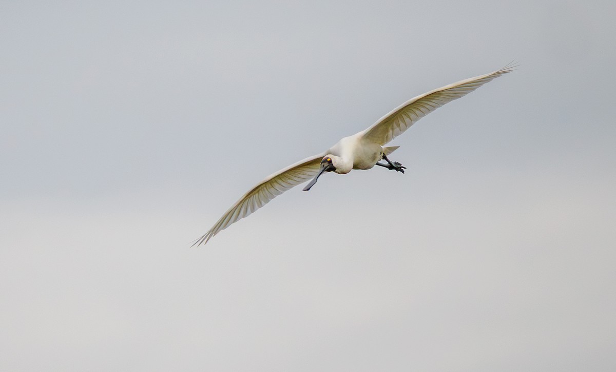 Royal Spoonbill - ML644109342