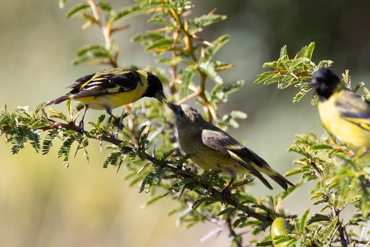 Hooded Siskin - ML644109343