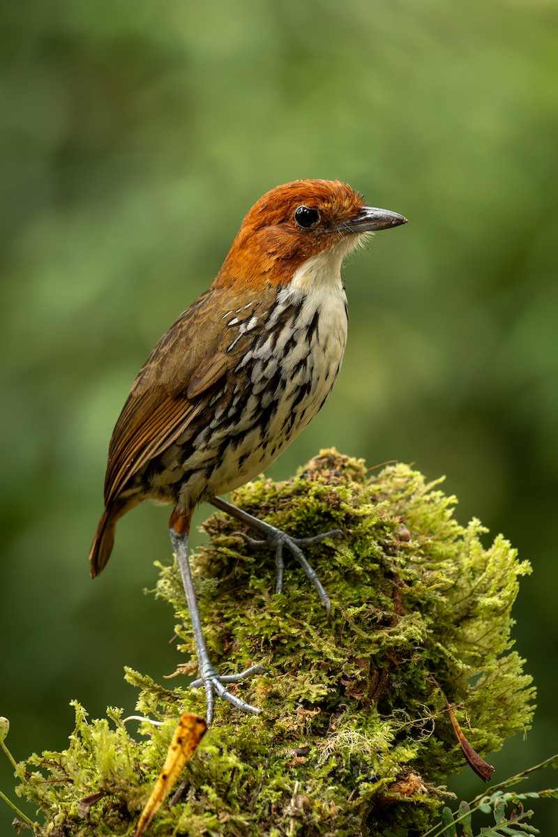 Мурашниця рудоголова - ML644109344