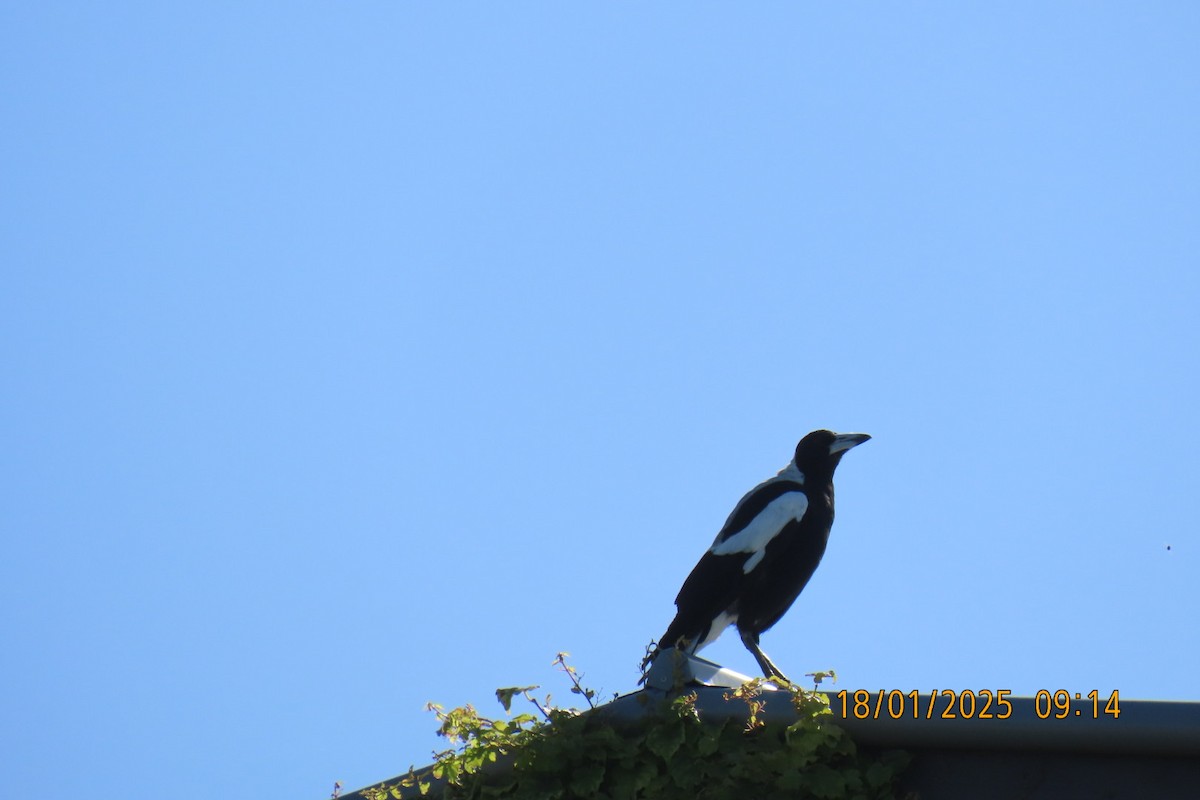 Australian Magpie (White-backed) - ML644109363