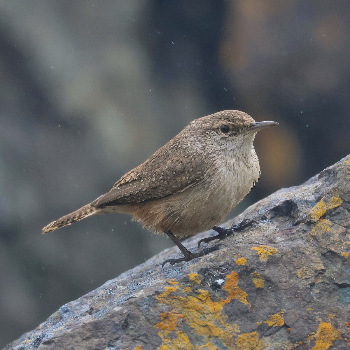 střízlík skalní - ML644109364