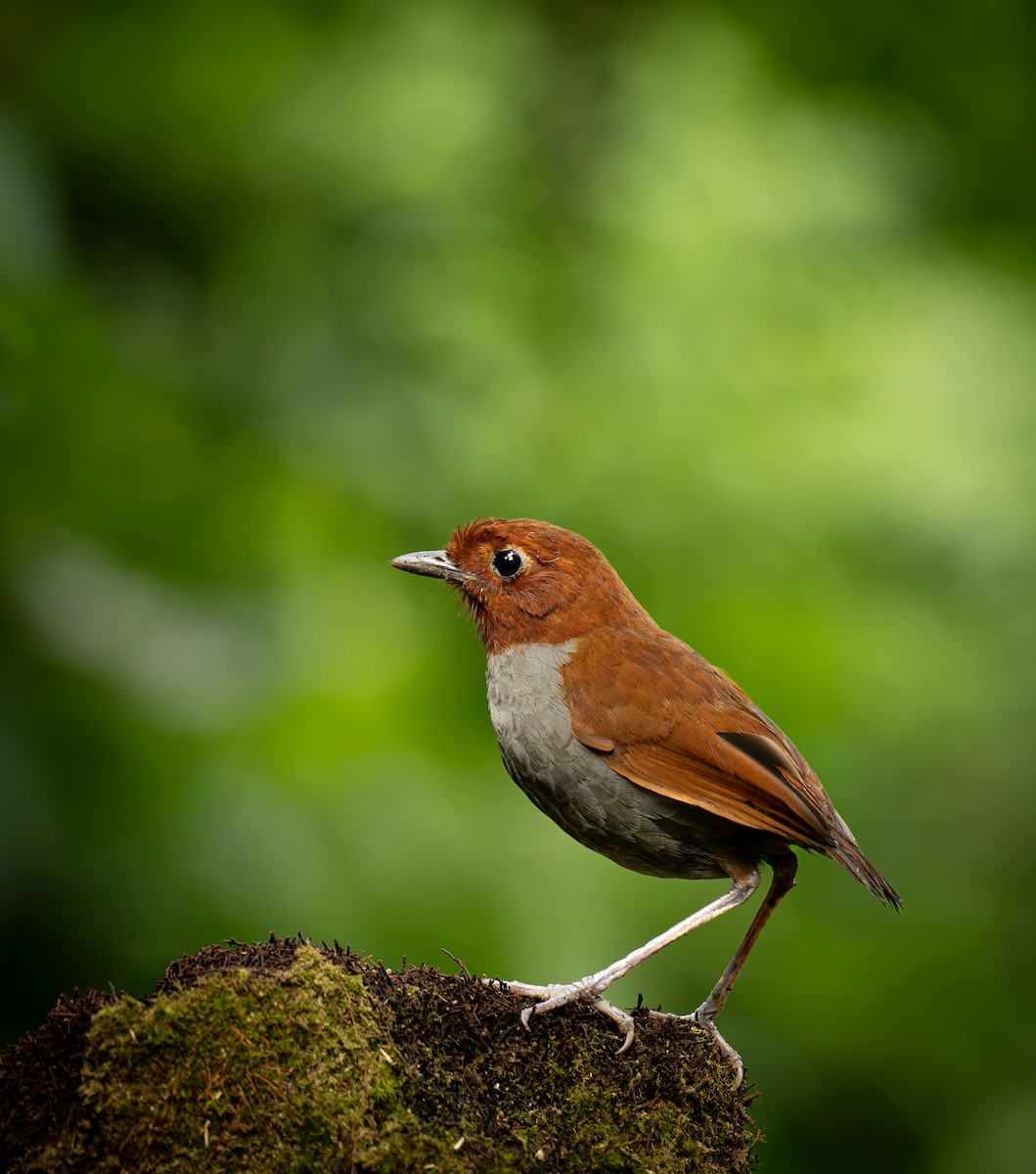 Bicolored Antpitta - ML644109365