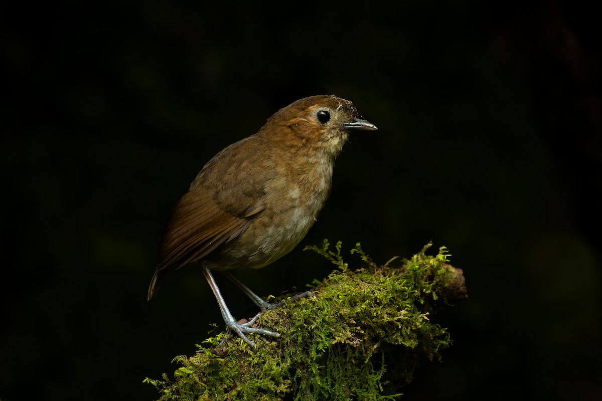Brown-banded Antpitta - ML644109377