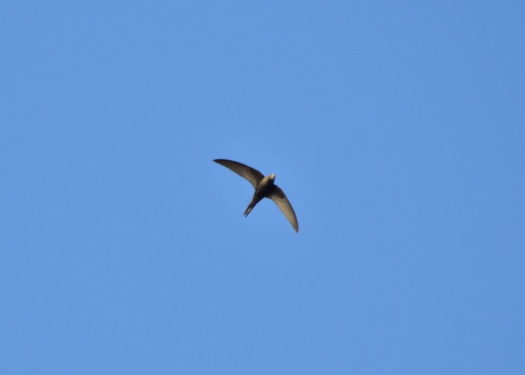 ヨーロッパアマツバメ／ウスアマツバメ - ML644109379