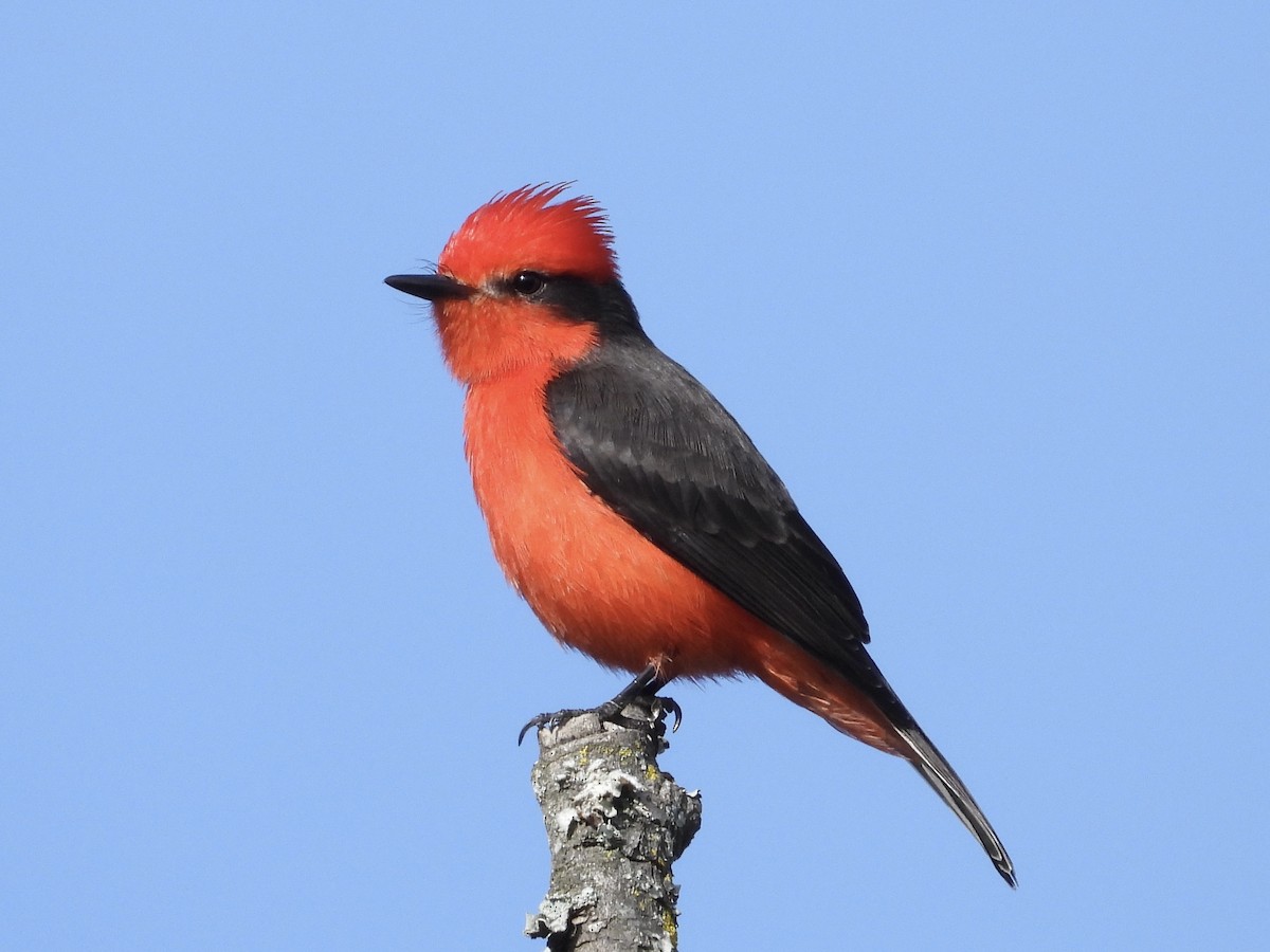 Vermilion Flycatcher - ML644109383