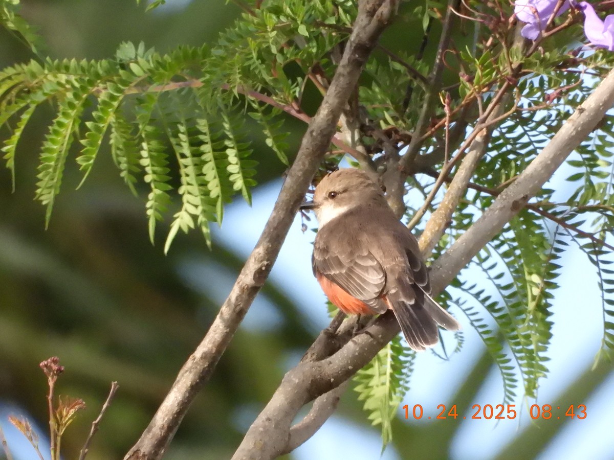Vermilion Flycatcher - ML644109384