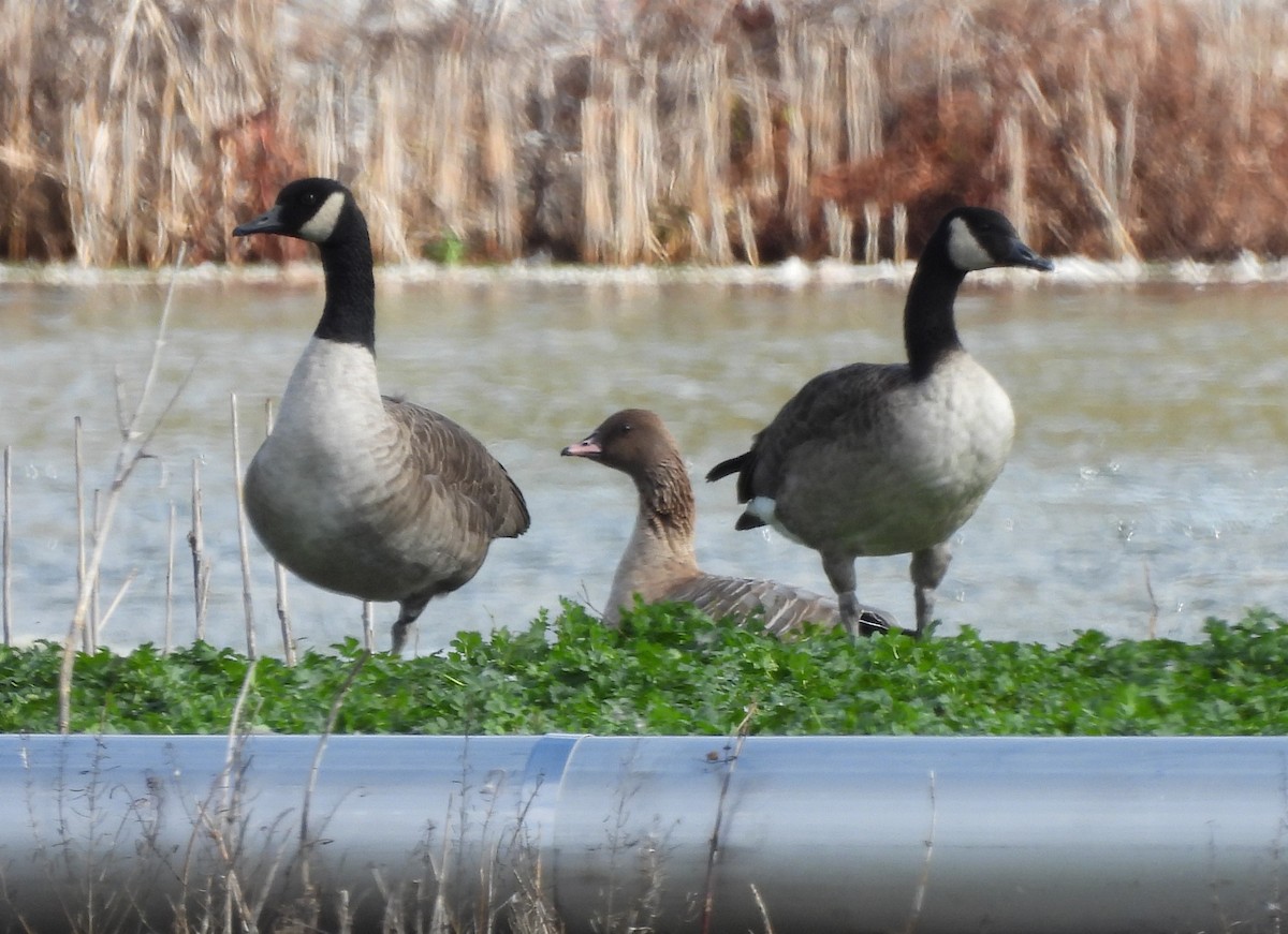 Pink-footed Goose - ML644109402