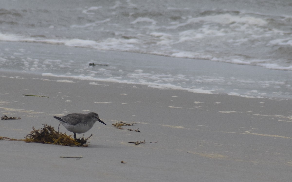 Red Knot - ML644109404