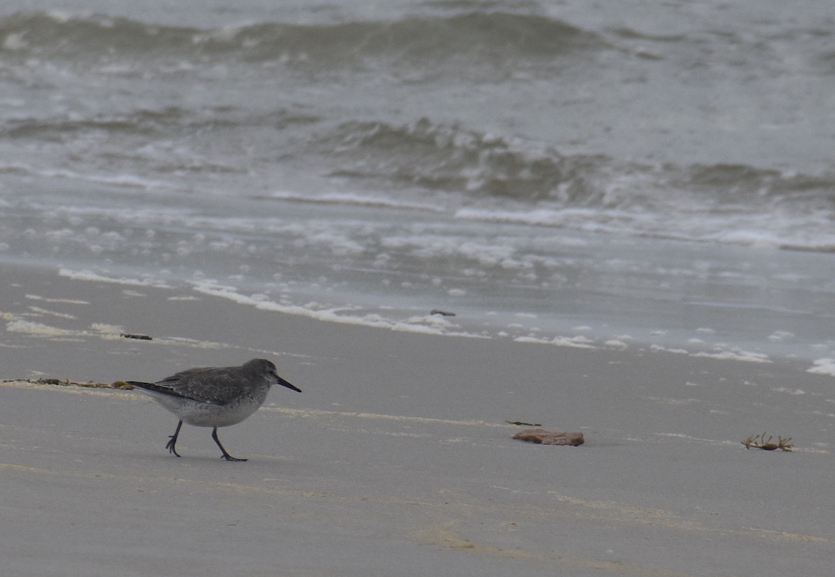 Red Knot - ML644109405