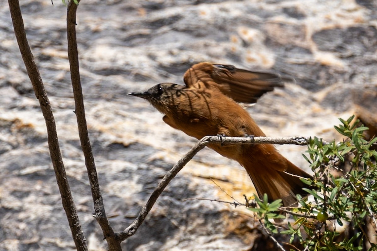 Cliff Flycatcher - ML644109411