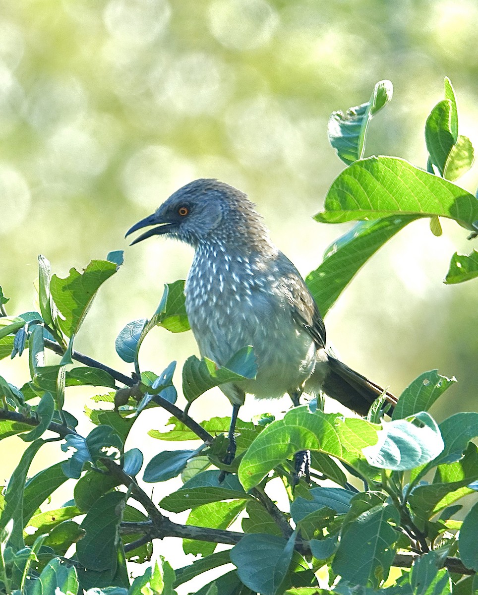 Arrow-marked Babbler - ML644109429