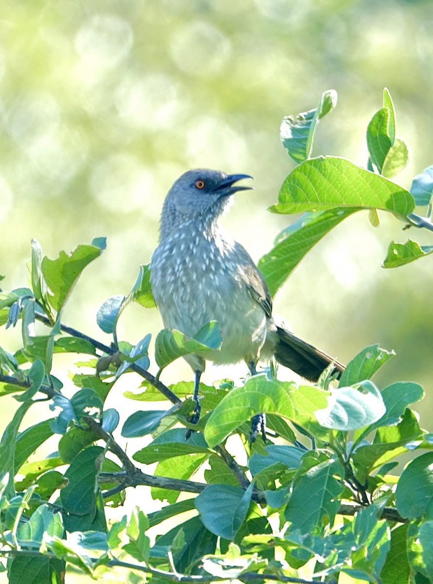 Arrow-marked Babbler - ML644109430