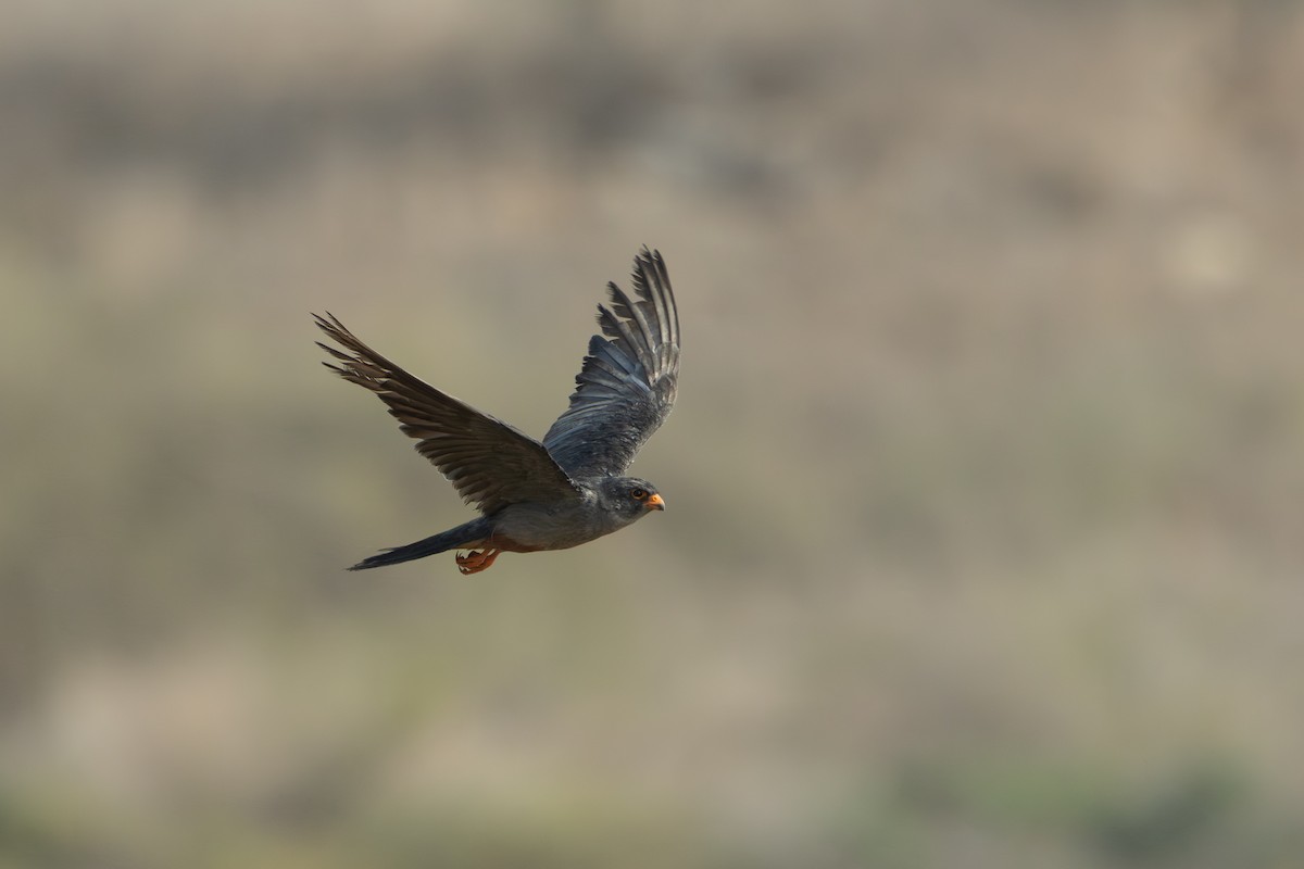 Турамтай шонхор - ML644109468