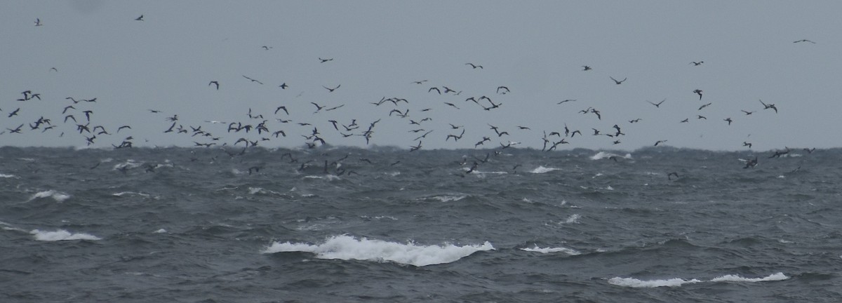 Northern Gannet - ML644109469