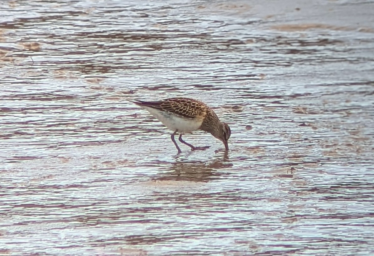 美洲尖尾濱鷸 - ML644109477