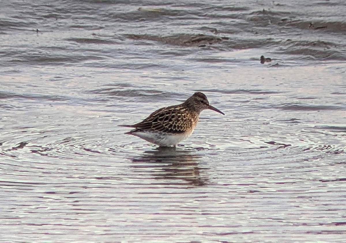 美洲尖尾濱鷸 - ML644109478