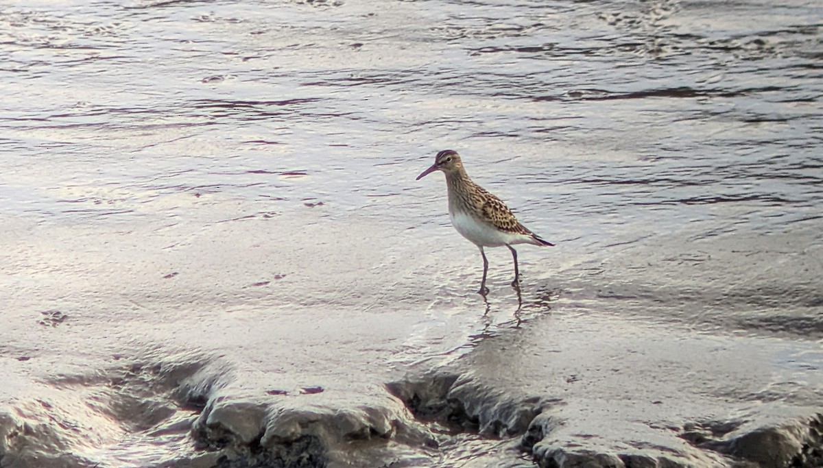 美洲尖尾濱鷸 - ML644109479