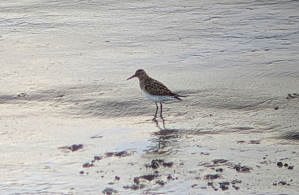 美洲尖尾濱鷸 - ML644109480