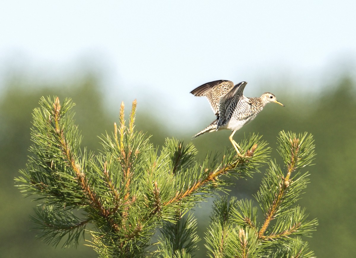 Upland Sandpiper - ML644109504