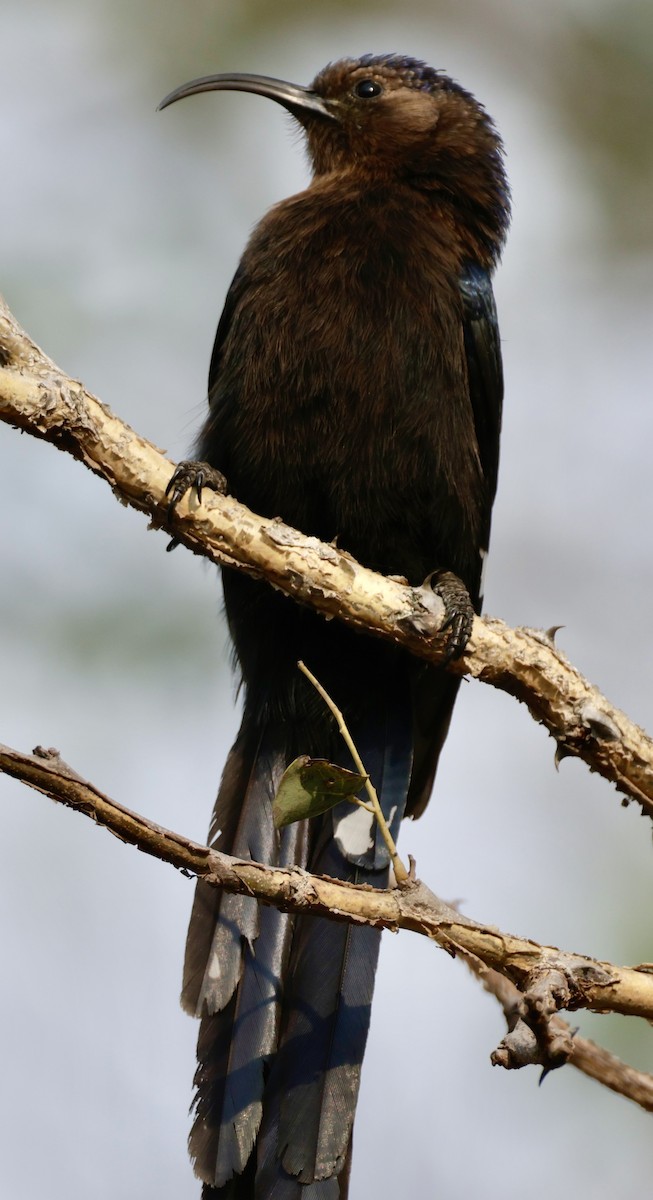 Common Scimitarbill - ML644109531