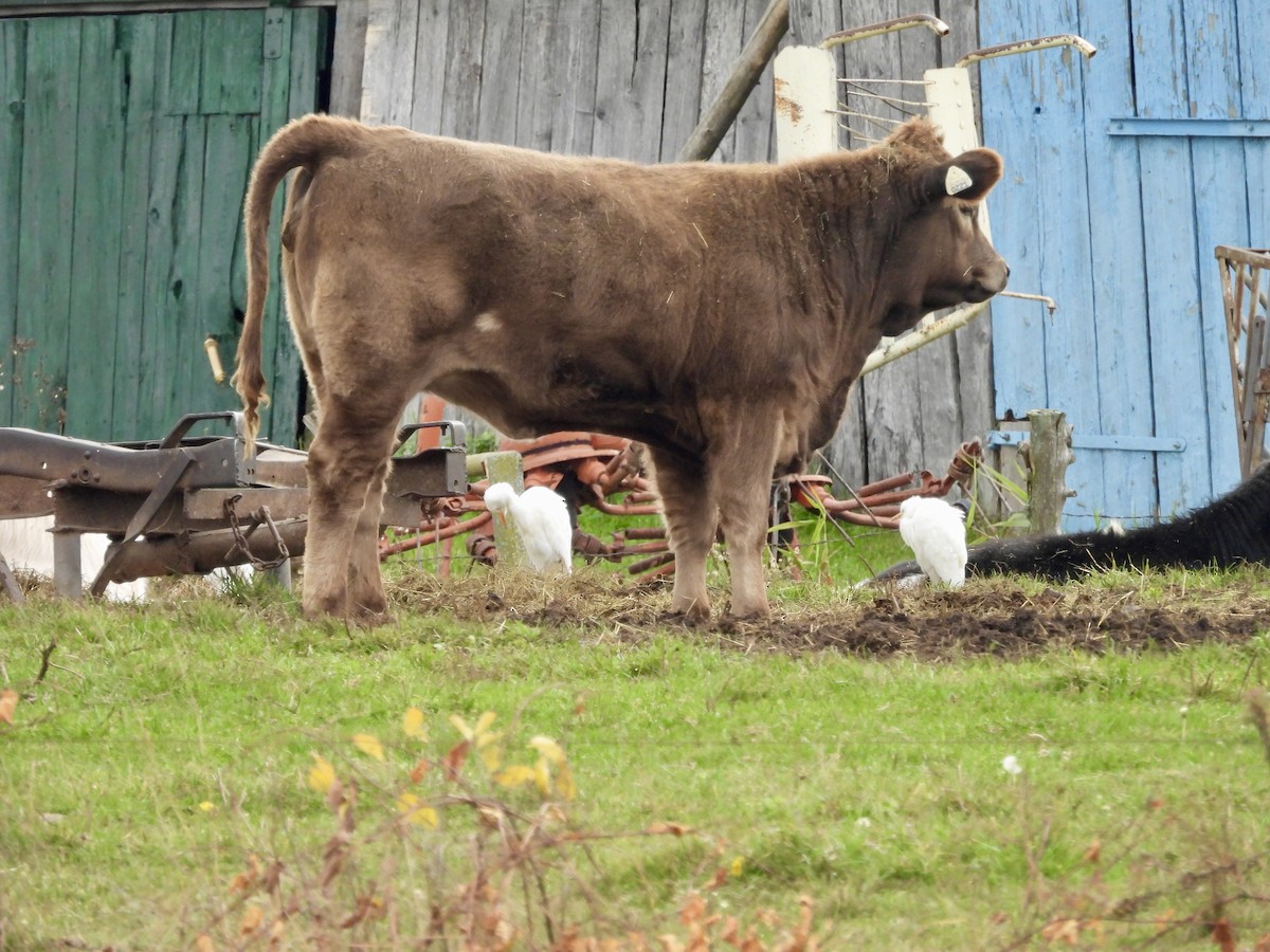 Western Cattle-Egret - ML644109554