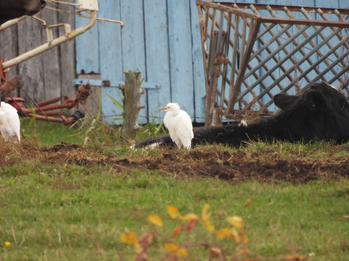 Western Cattle-Egret - ML644109556