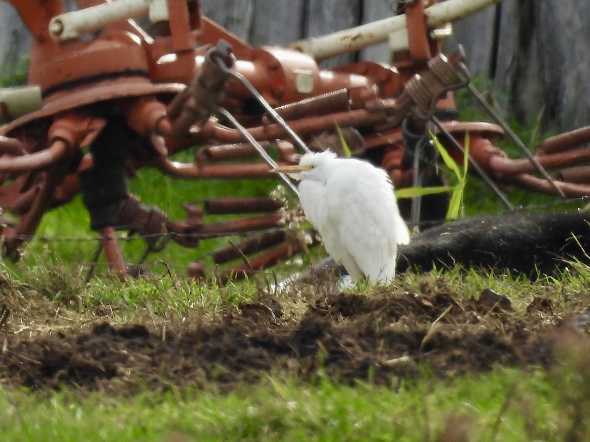 Western Cattle-Egret - ML644109563