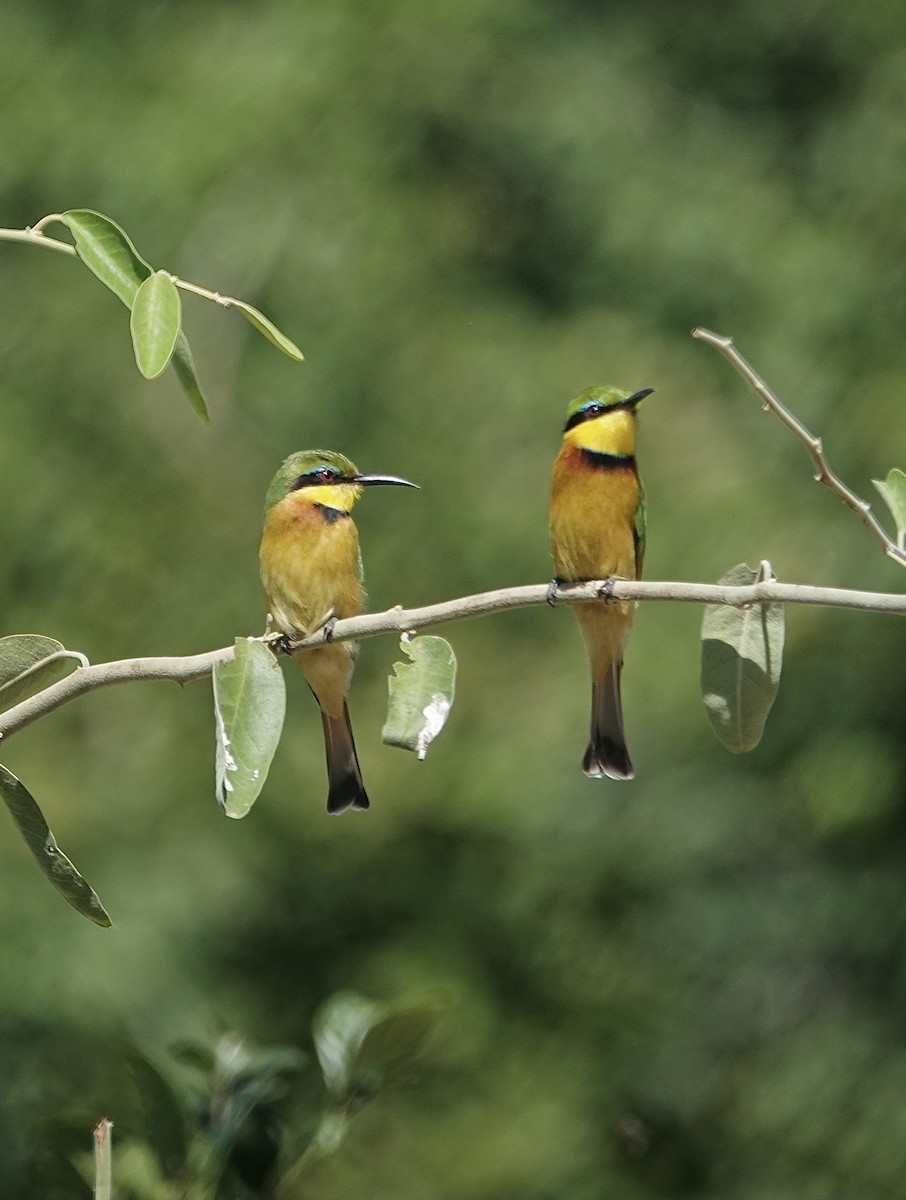 Бджолоїдка карликова - ML644109585