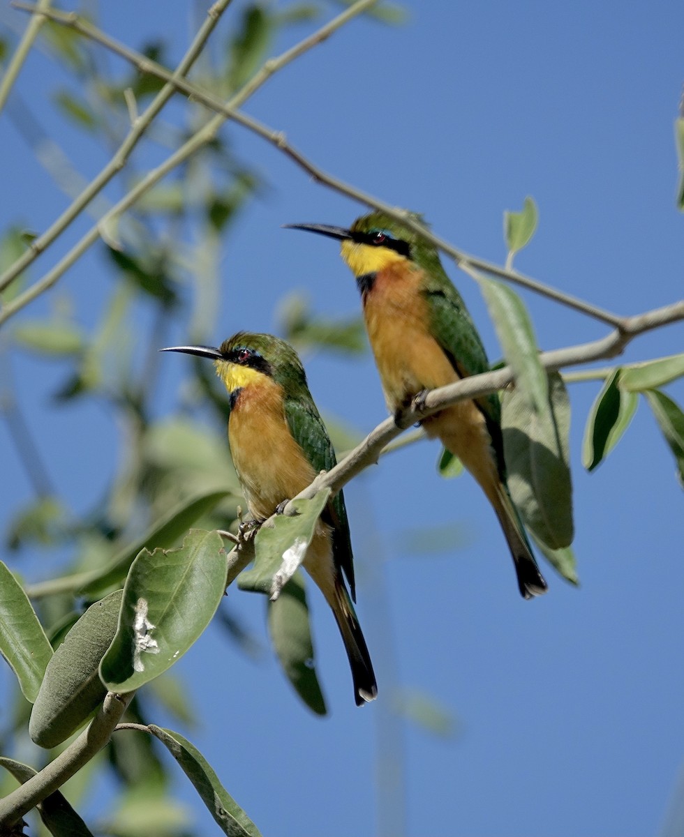 Бджолоїдка карликова - ML644109586