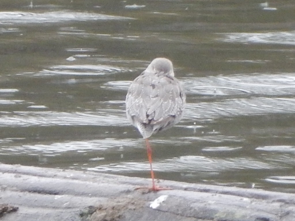 鶴鷸 - ML644109596