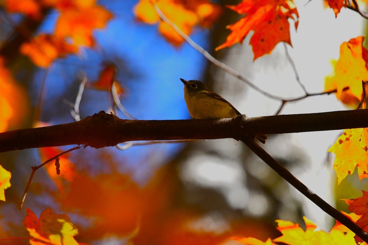 Blue-headed Vireo - ML644109609