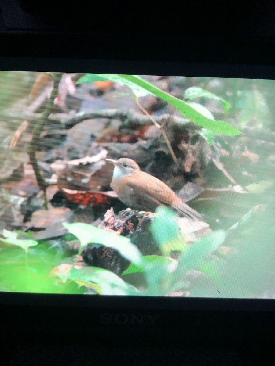 Gray-throated Leaftosser - ML644109633