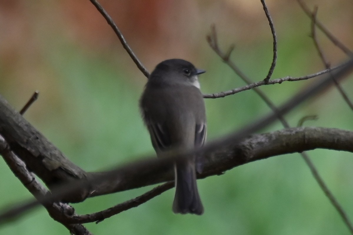 Eastern Phoebe - ML644109657