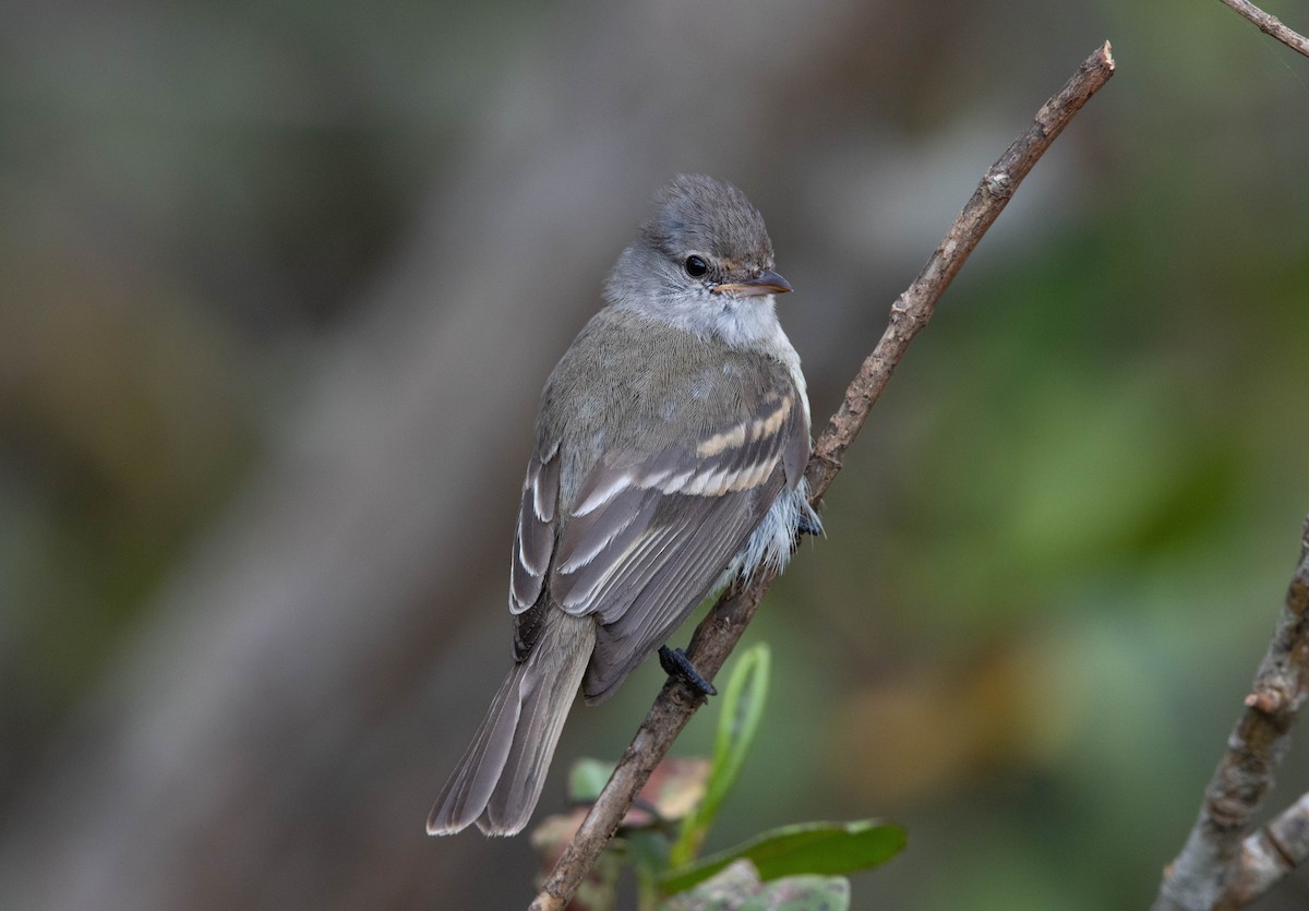 Southern Beardless-Tyrannulet - ML644109716
