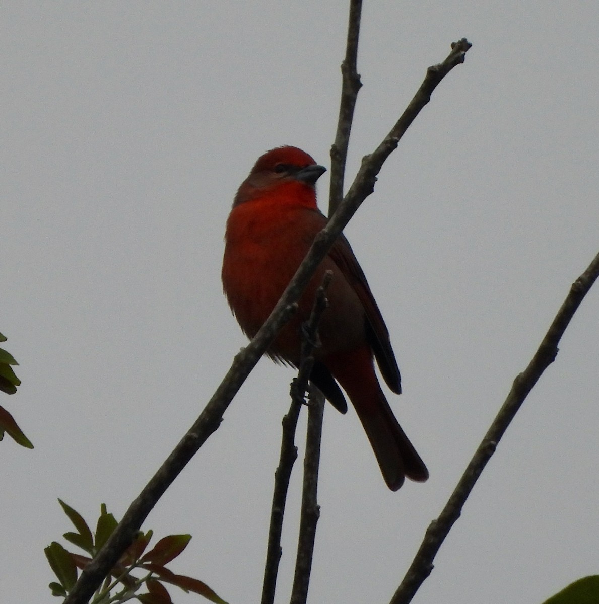 Hepatic Tanager - ML644109722