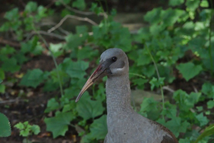 Ibis hagedash - ML644109746