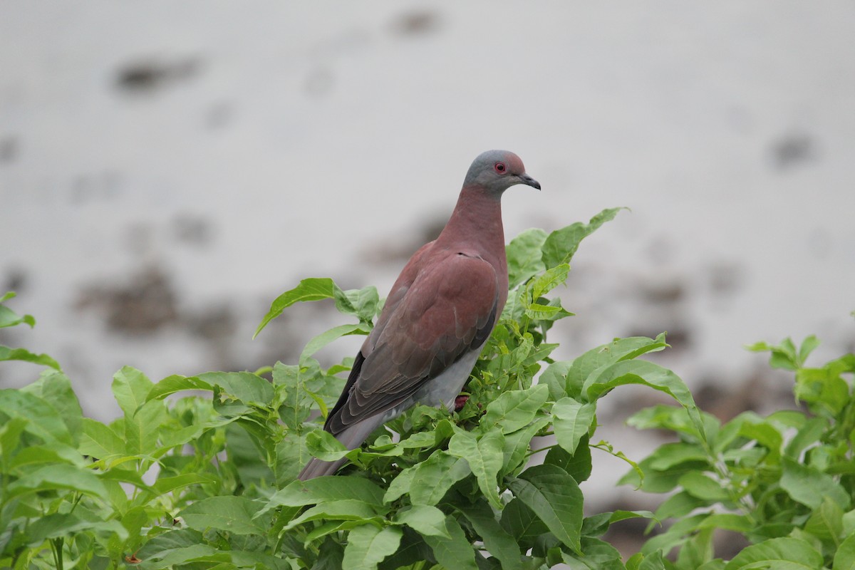 Pale-vented Pigeon - ML644109747